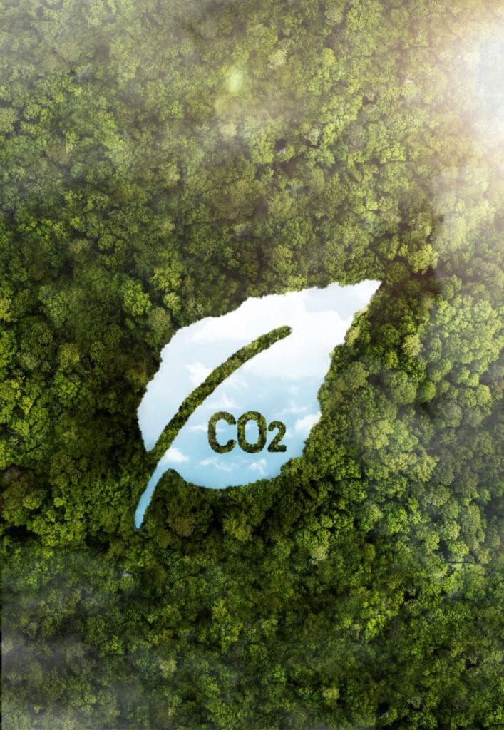 Image: View of green forest trees with CO2