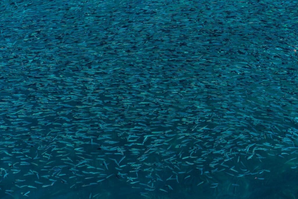 Image: Fish background shot