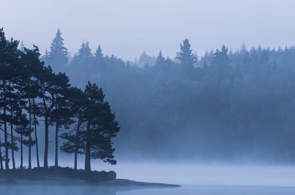 Image: trees, lake, foggy day