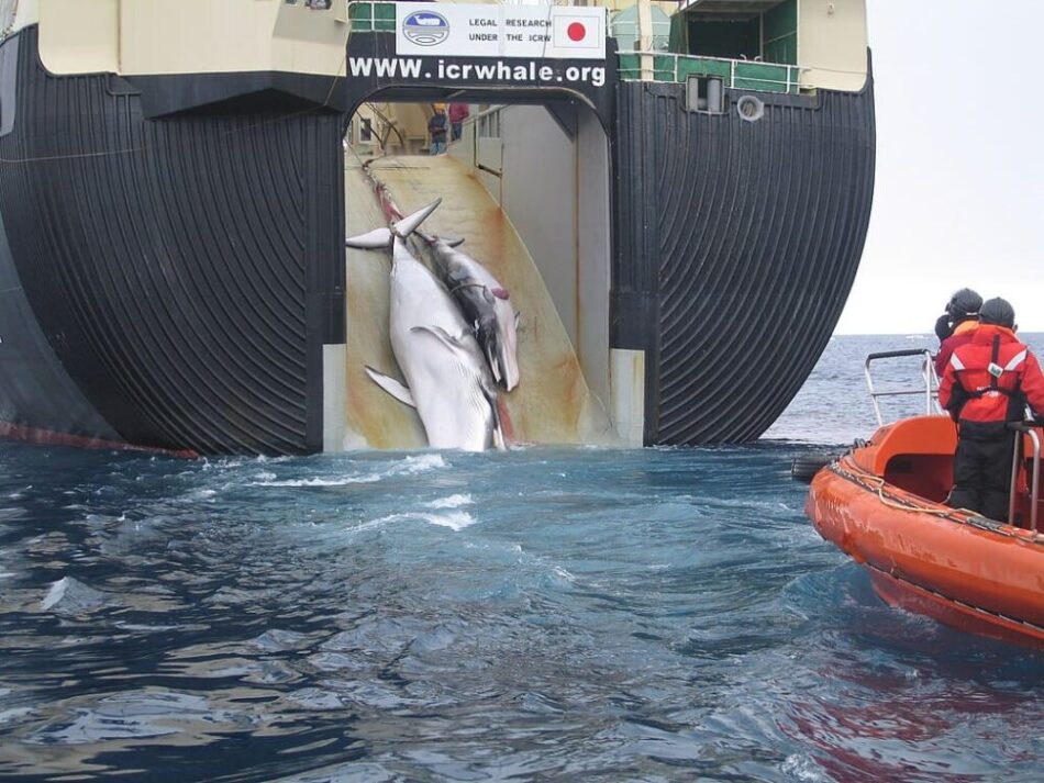 Image: anti-whaling