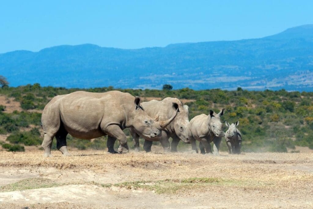 African White Rhino