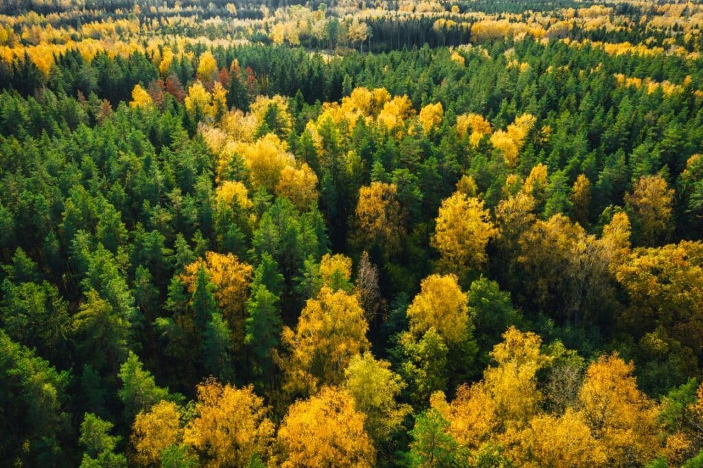 Image: Forest in autumn
