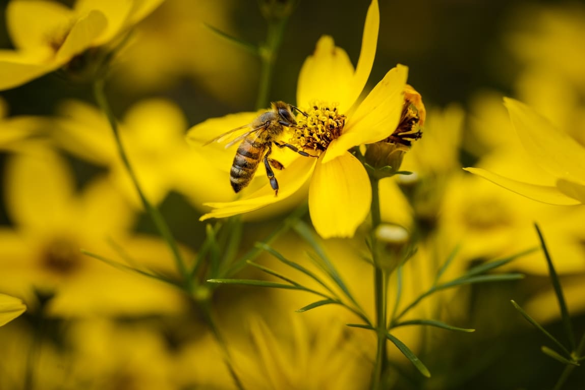 Climate change is most prominent threat to pollinators, CABI Reviews ...