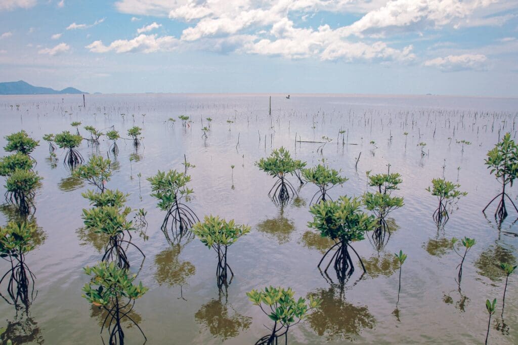 Image: Closeup shot of Mangrove tree saplings planted in the forest of Trapeang Sangkae in Kampot