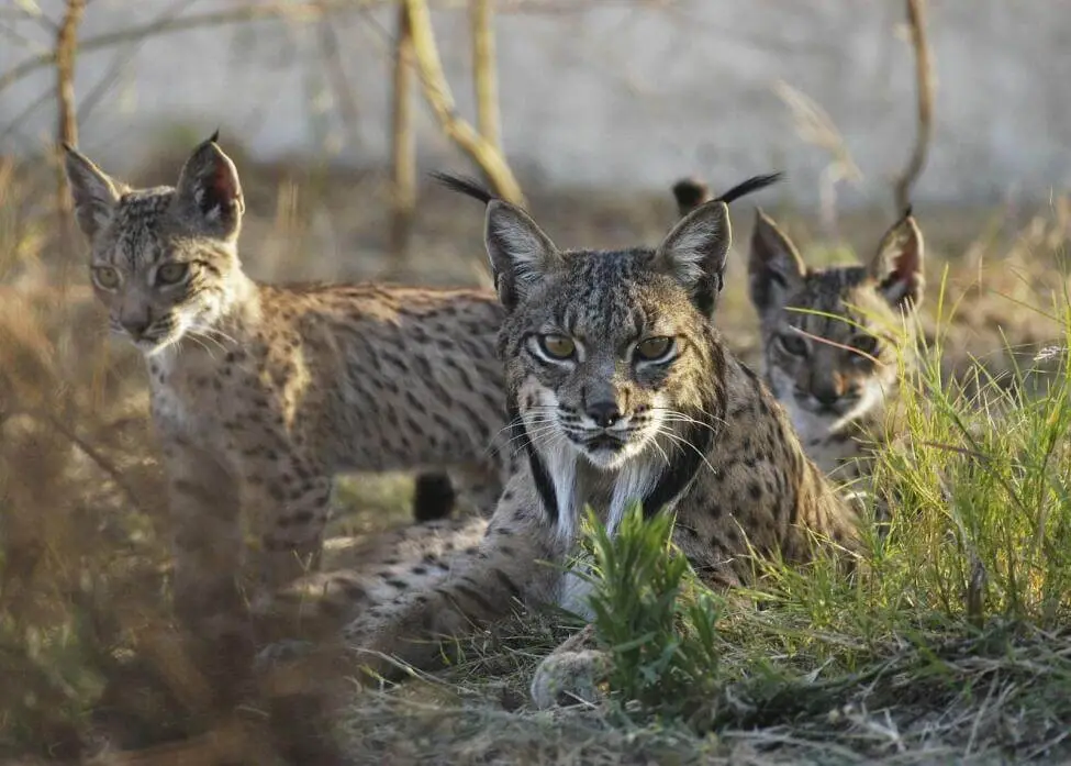 Image: Iberian Lynx mother with two cubs