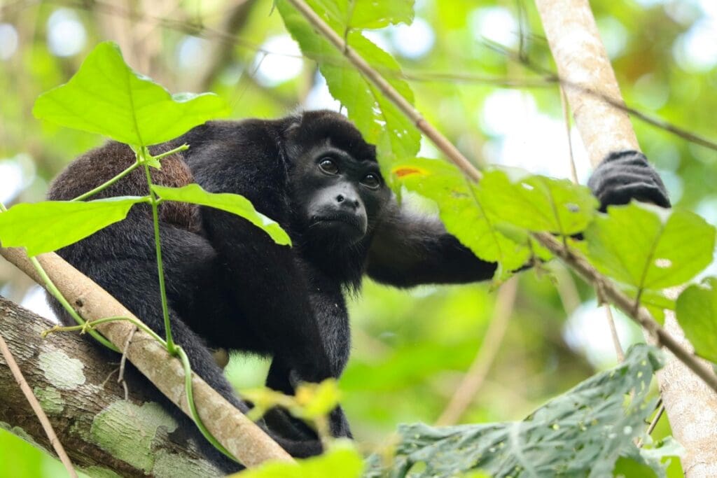 Image: Mantled Howler Monkey Sitting on a Tree Branch