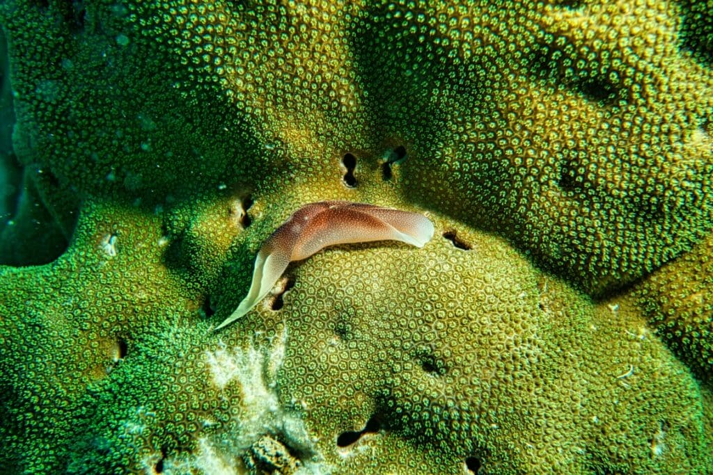 Image: Brown Slug on Coral