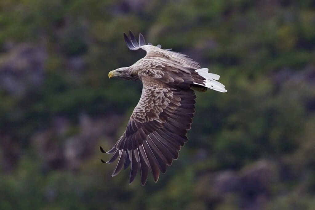 Image: White-tailed eagle - Haliaeetus albicilla - in Svolvaer, Norway