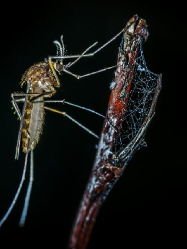 Web Story: Dengue, chikungunya may soon be endemic in Europe