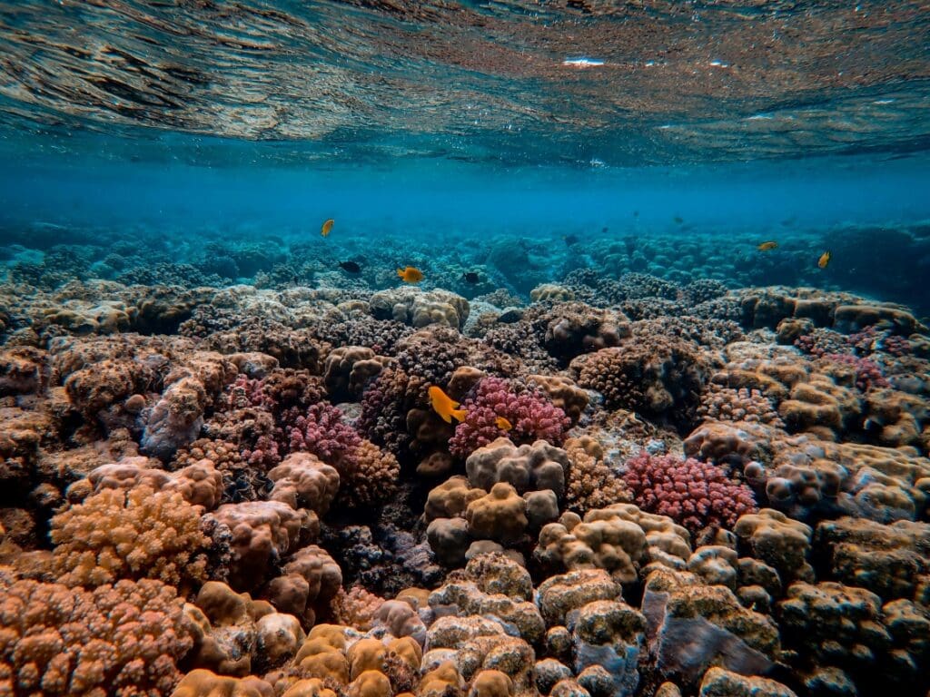 Image: Scenic Photo of Coral Reef 2