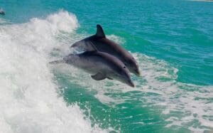 Home Image: Dolphins in the ocean