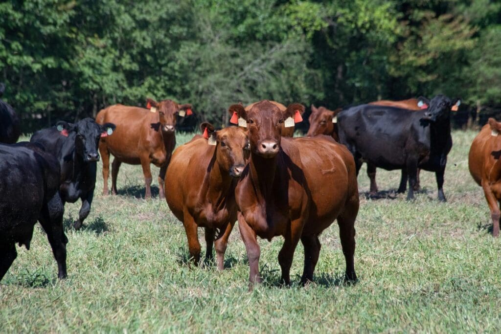 Image:Cows