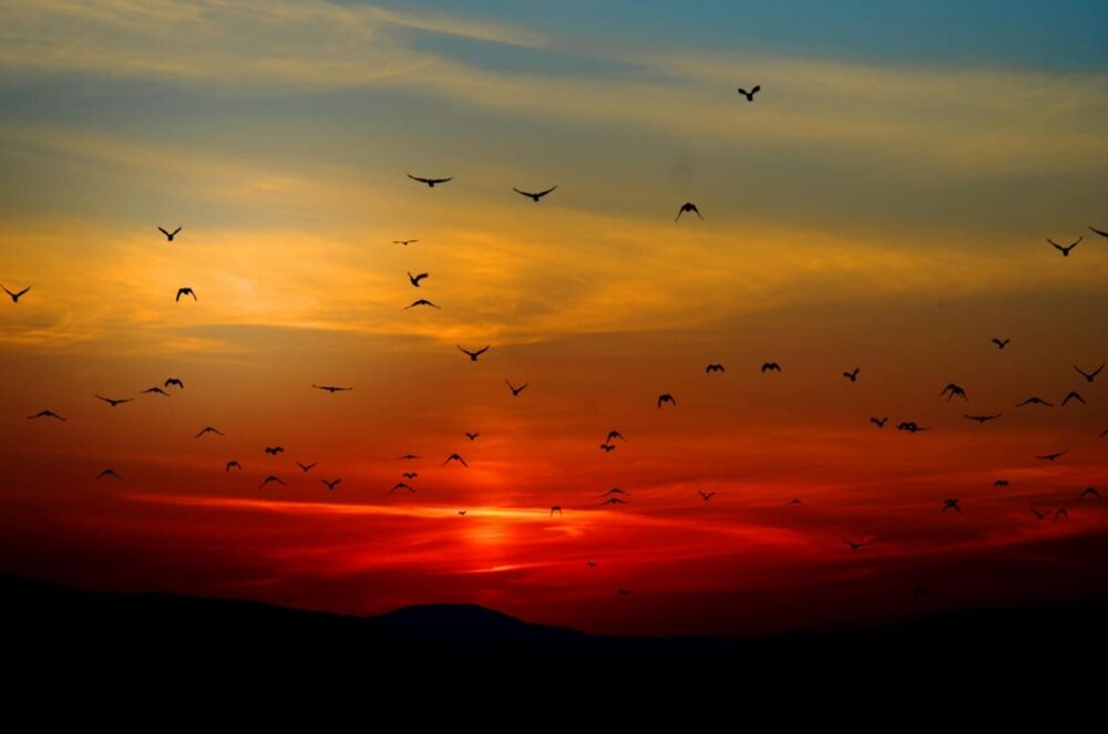 Climate heat extremes driving tropical bird decline: study