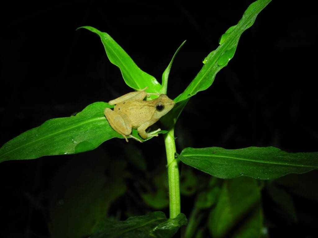 Image: African puddle frog