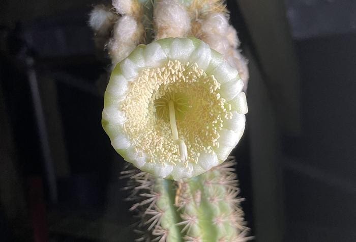 Image: cactus flower