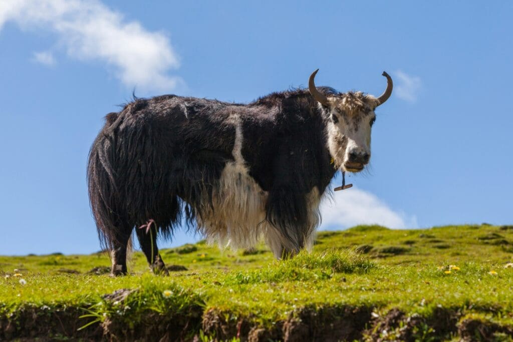 Image: black and white cow on green grass field under blue sky