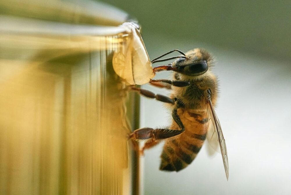 Honey bees vote to decide on nest sites – why we should listen • Muser ...