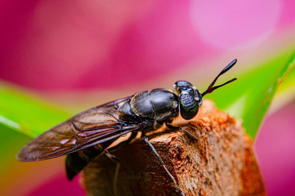 Image: A fly/insect on a flower