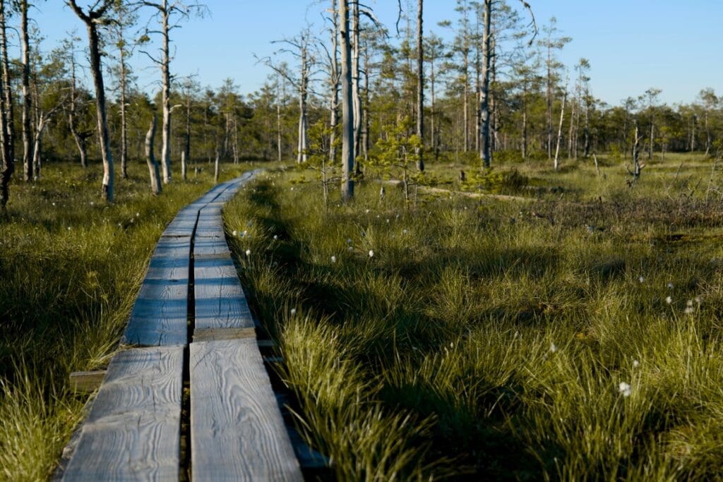 Image: A Boardwalk in a Forest