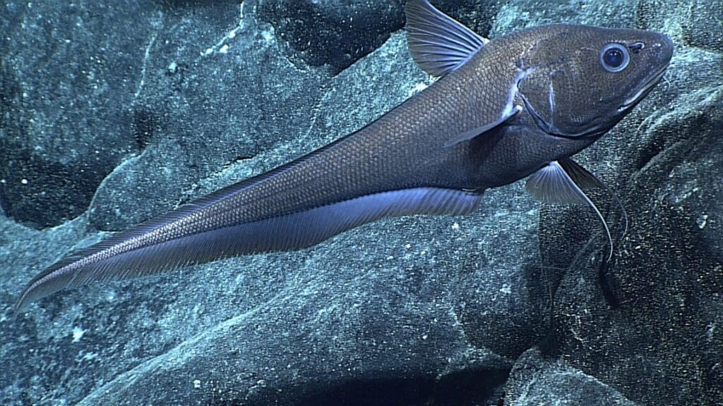 Image: rat tail fish