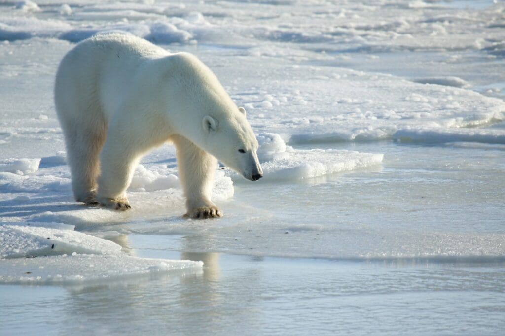 Image: Polar bear