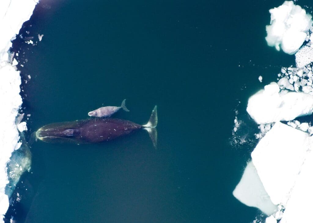 Bowhead whale and calf in the Arctic Ocean