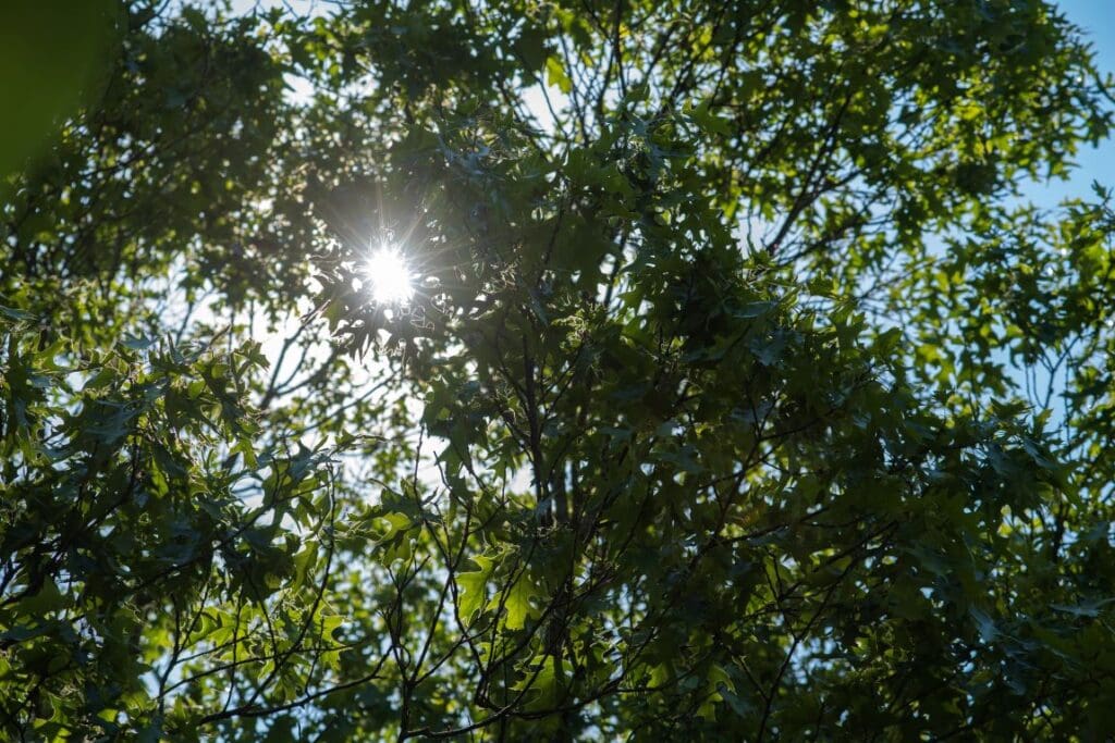 Forest. In Central Appalachia, programs that manage forested lands to enhance the carbon-storing capabilities of trees and soil are paying dividends for large corporate landowners but leaving small landholders out, according to WVU research. Biologist Steven Kannenberg is working to ensure local communities benefit from the carbon credits their forests generate