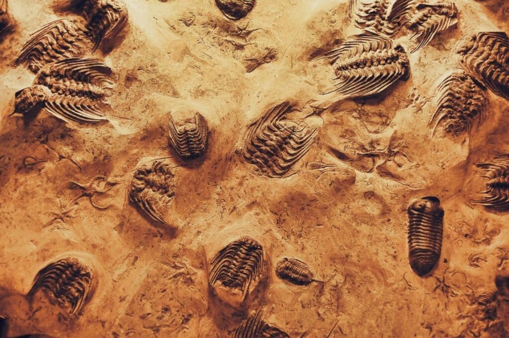 Image: Fossils