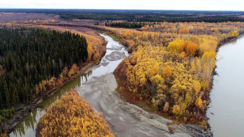 A 2022 drone image of the Yukon River and its floodplain downstream from Beaver, Alaska, shows accumulations of sediments, which harbor the toxic metal mercury