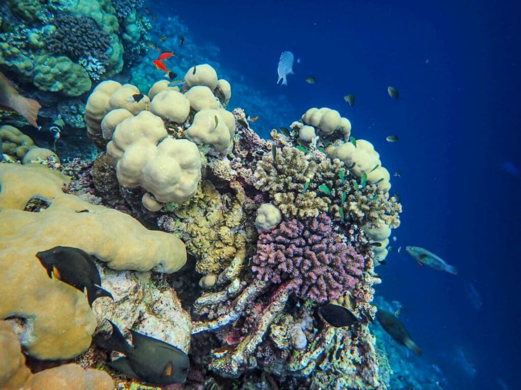 Image: Fishes on the Corals in the Sea
