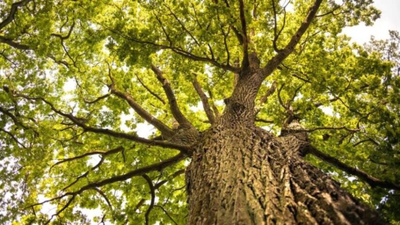 Image: Close Up of a Oak Tree with Green Leaves