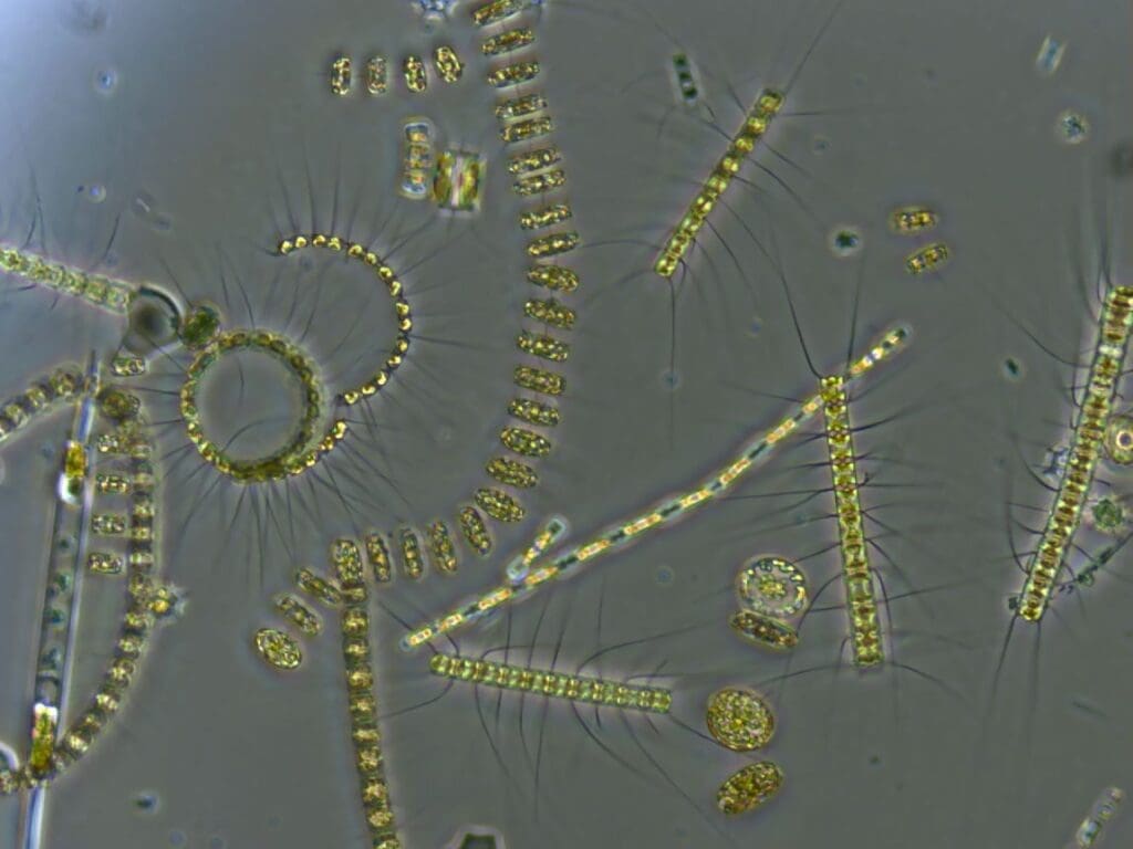 Image: phytoplankton