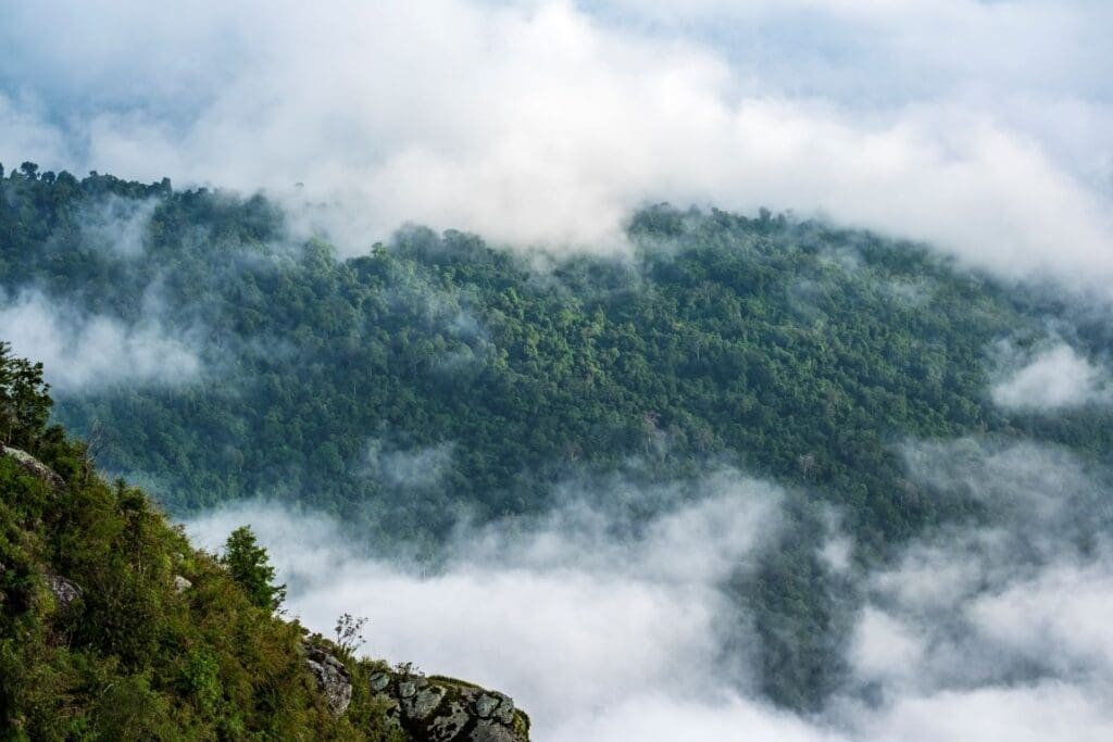 Image: forest