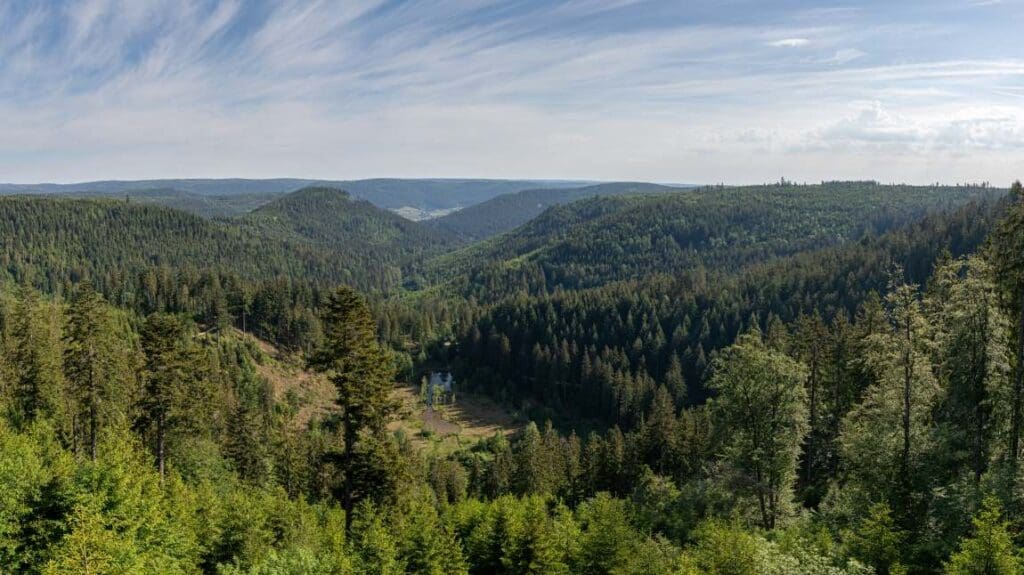 Image: forest