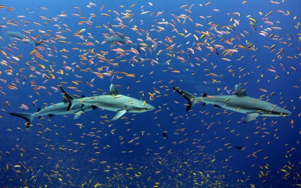Image: Fish, Sharks, Ocean