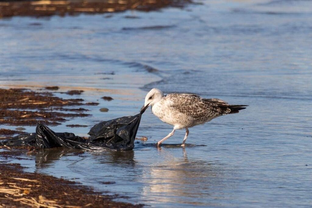 Seagull with a plastic bag