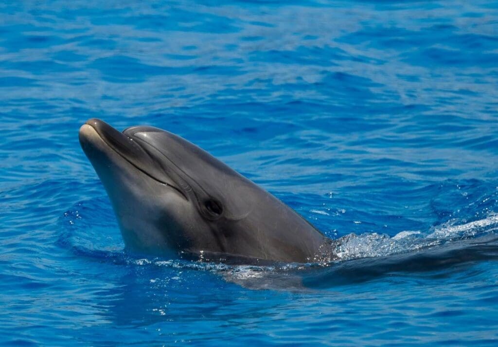 Image: Close-up of a Dolphin in the Water