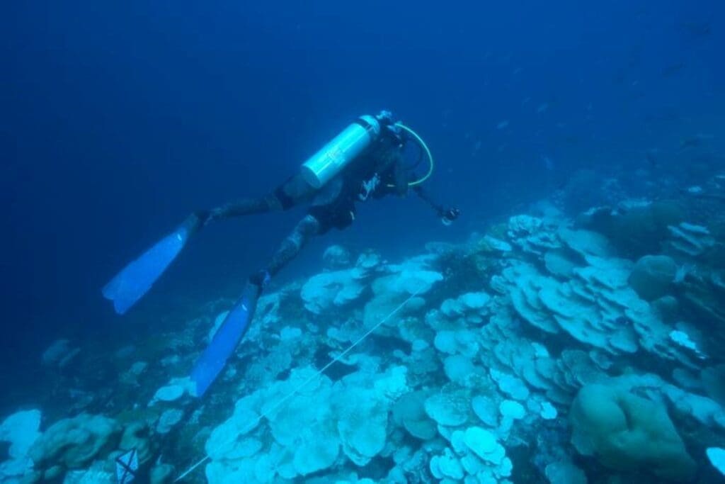 Image: Expedition diver Rose Dodwell
