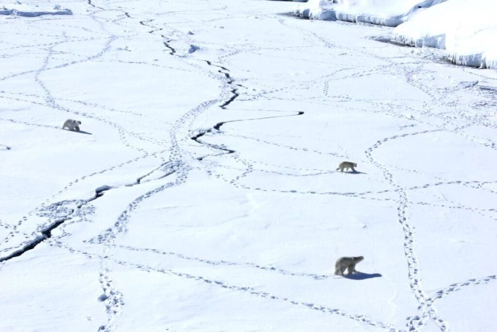Image: Three adult polar bears travel across sea ice in eastern Greenland