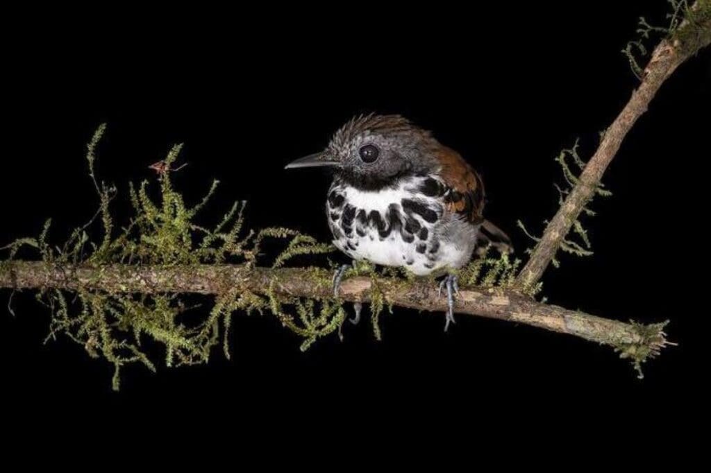 Image: Antbird