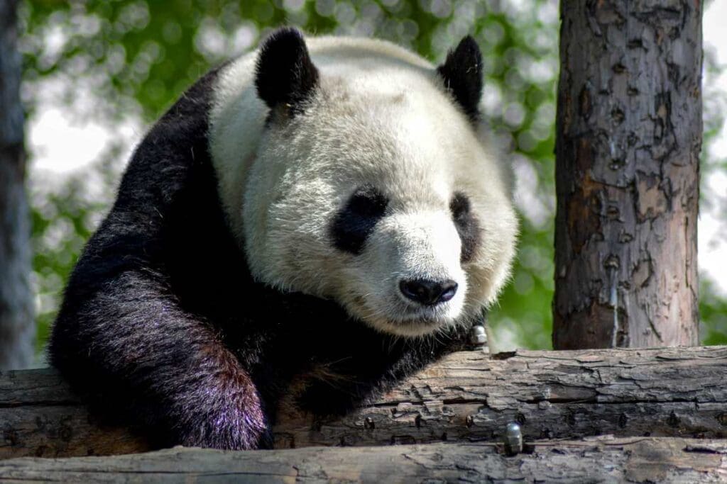Image: Panda