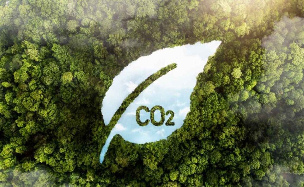 Image: View of green forest trees with CO2 (s. temperature, climate change)