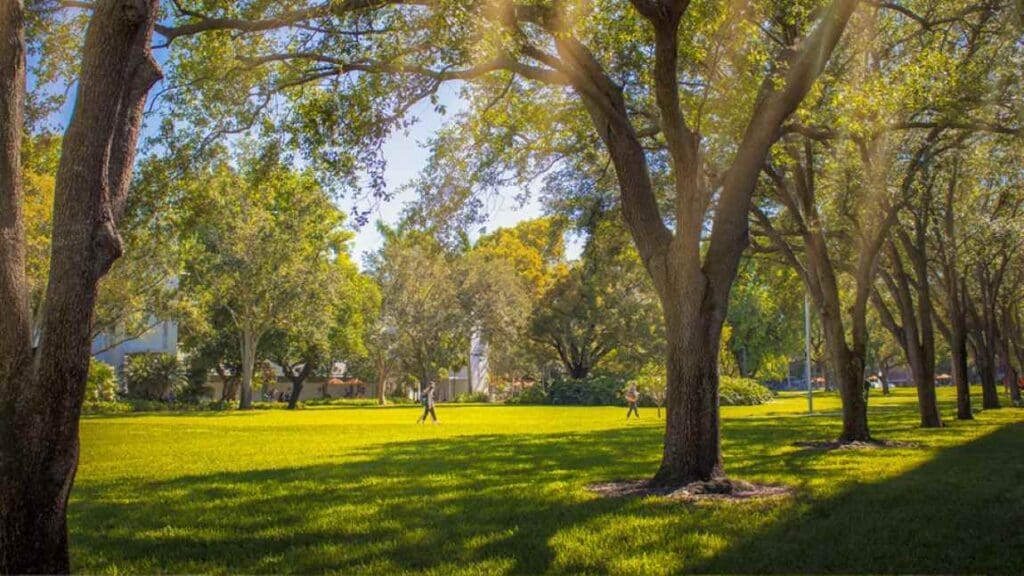 Image: trees in a park