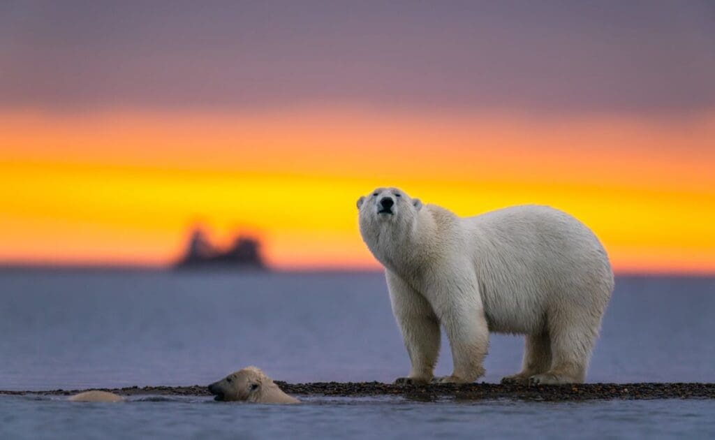Image: a polar bear at sunset