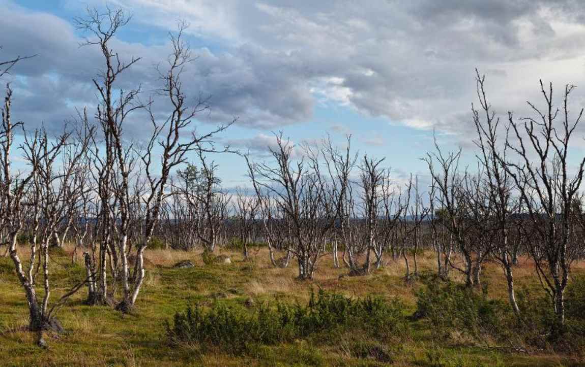 Rising Arctic temperatures spark new growth potential in Finnmark and ...