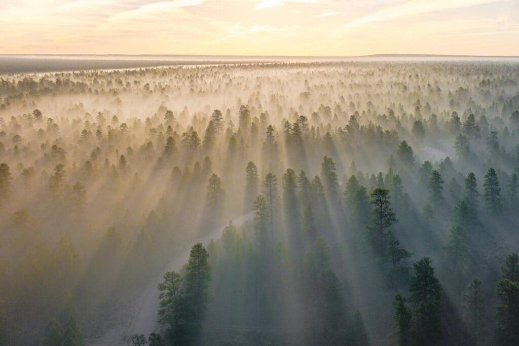 Image: mountain with trees covered with fog at daytime