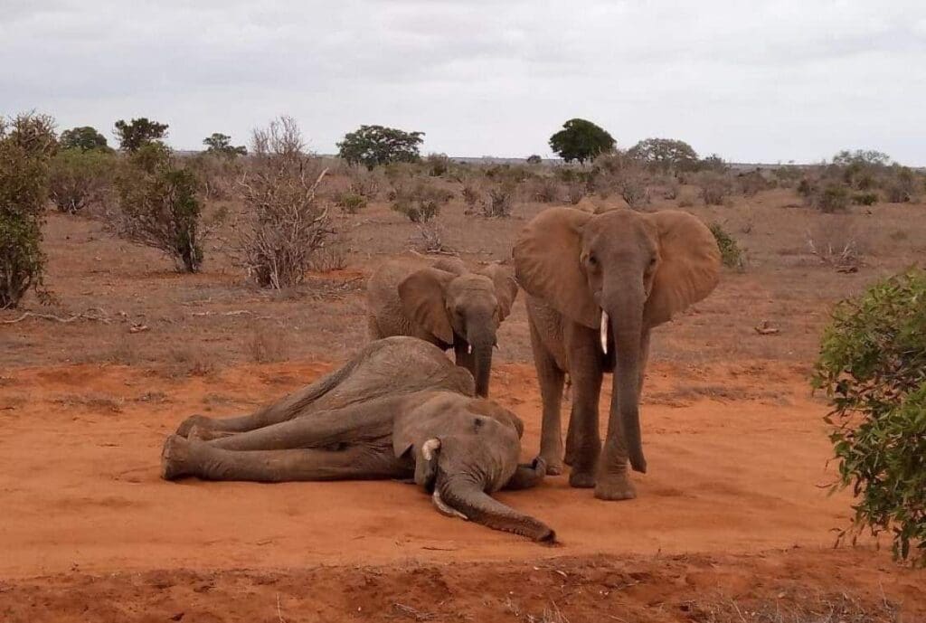 Image: Elephants