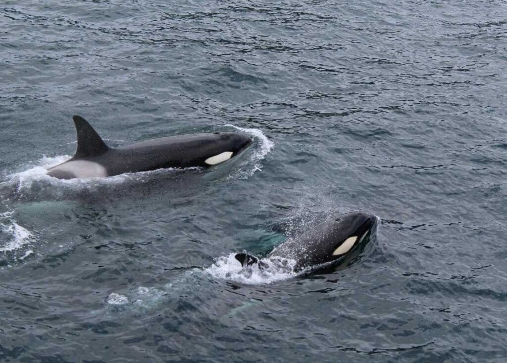 Image: an orca family of two