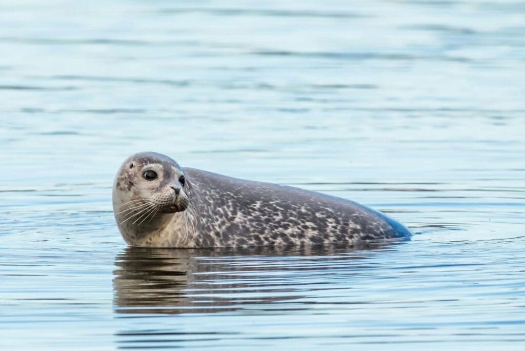 Image: A Cute Harbor Seal on the Blue Ocean