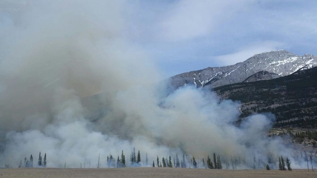 Image: Forest Covered by Smoke (s. wildfire, climate change)